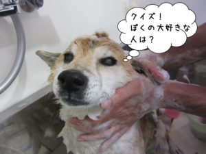 シャンプー中柴犬