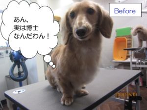 カット前ミニチュアダックス