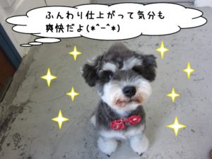 おすましすMシュナ