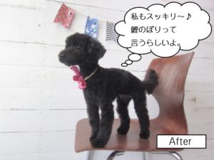 カット後トイプードル