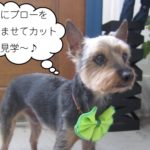 きりっミックス