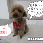 おすわりおすましトイプードル