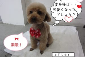 おすわりおすましトイプードル