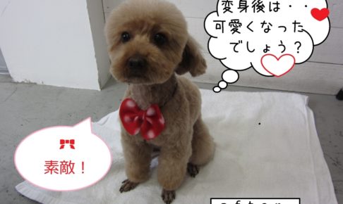 おすわりおすましトイプードル