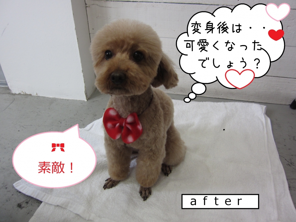 おすわりおすましトイプードル