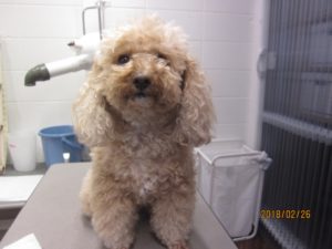 カット前トイプードル