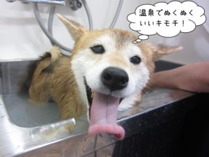 スパ中柴犬