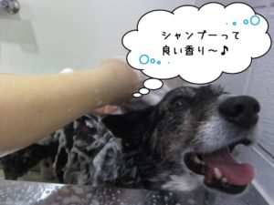 シャンプー中コーギー