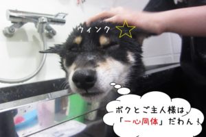 ウィンク柴犬