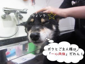 ウィンク柴犬