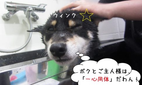 ウィンク柴犬
