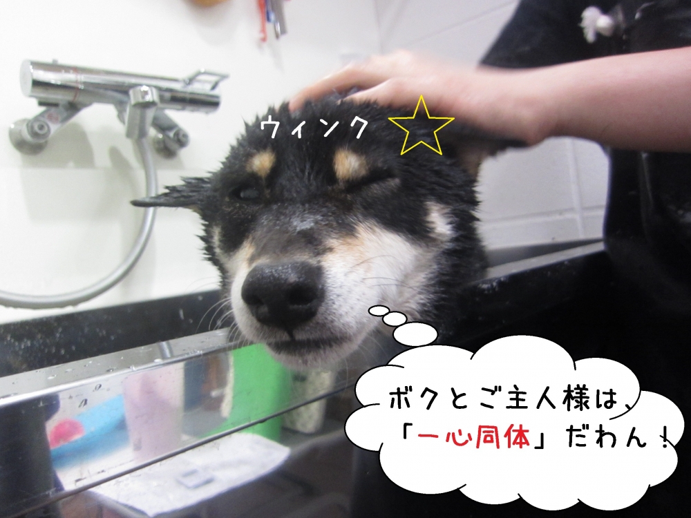 ウィンク柴犬