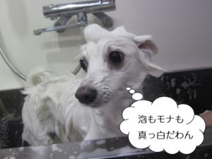 シャンプー中スピッツ