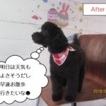 横向き黒トイプードル