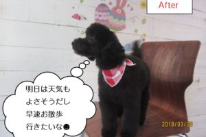 横向き黒トイプードル