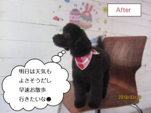 横向き黒トイプードル