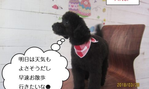 横向き黒トイプードル