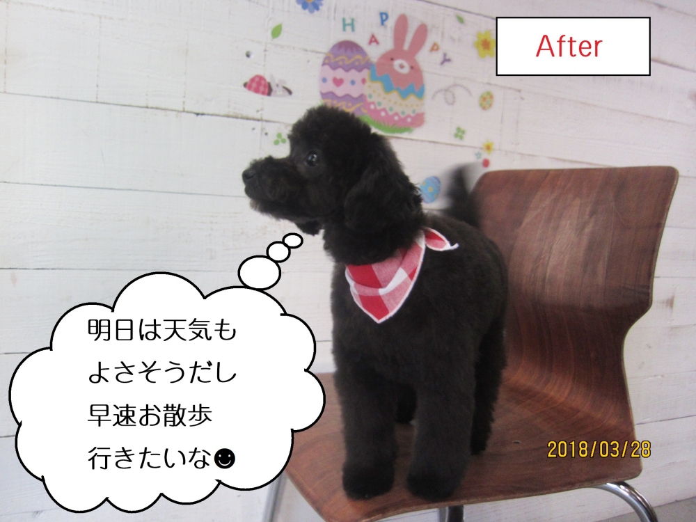 横向き黒トイプードル