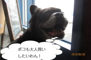 窓際ミックス犬