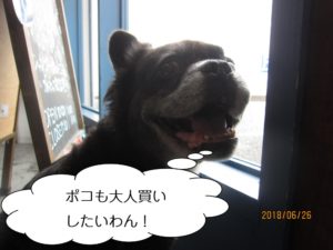 窓際ミックス犬