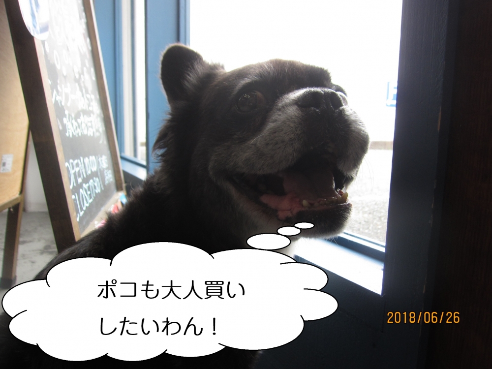 窓際ミックス犬