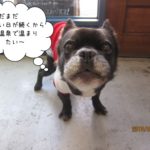 えっへんミックス