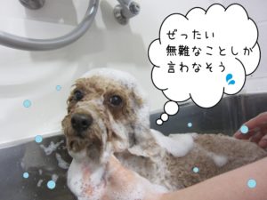 シャンプー中トイプードル