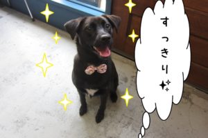 すっきりミックス