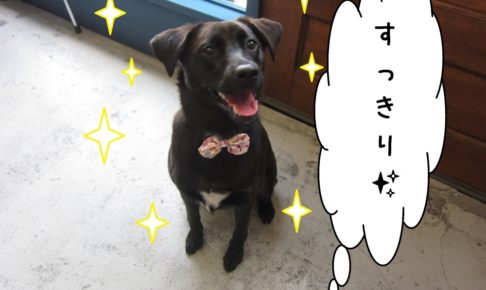 すっきりミックス