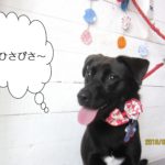 赤リボンミックス