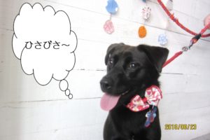 赤リボンミックス