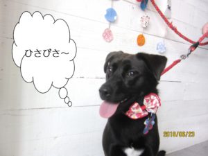 赤リボンミックス