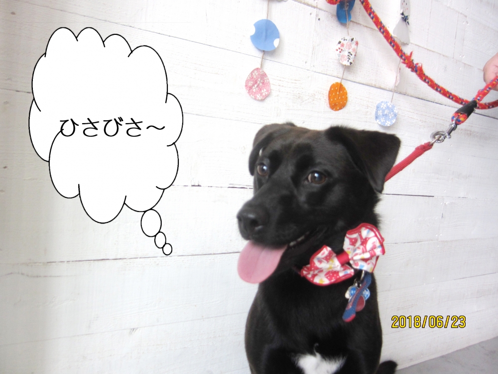 赤リボンミックス