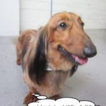 笑顔ミニチュアダックス