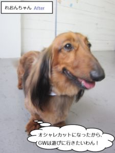 笑顔ミニチュアダックス