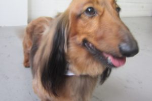 笑顔ミニチュアダックス