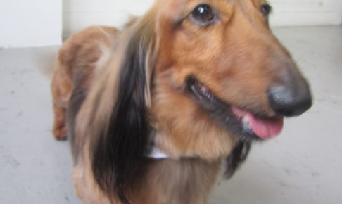 笑顔ミニチュアダックス