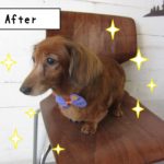 おすましハロウィンミニチュアダックス