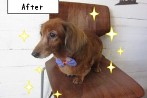 おすましハロウィンミニチュアダックス