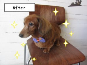 おすましハロウィンミニチュアダックス