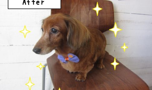 おすましハロウィンミニチュアダックス