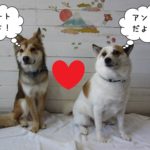 仲良しミックス