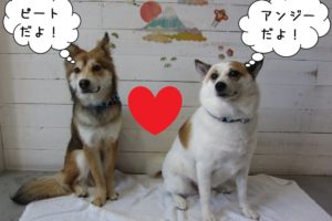 仲良しミックス