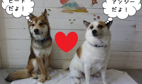 仲良しミックス