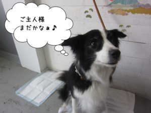 施術後ボーダーコリー