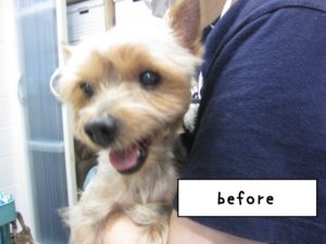 カット前ヨーキー