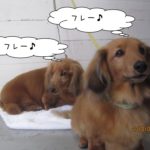 二人ミニチュアダックスのんびり