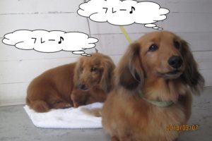 二人ミニチュアダックスのんびり