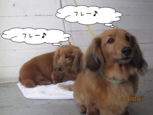 二人ミニチュアダックスのんびり