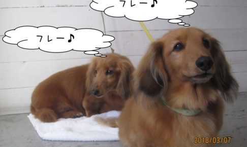 二人ミニチュアダックスのんびり